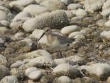Similar to a dunlin, but in autumn it looks cleaner and paler with a white eyestripe. It has a longer, more down-curved bill than a dunlin and will feed in slightly deeper water. Deep chestnut breeding plumage unmistakable in spring and summer. In flight it shows a bright white rump.